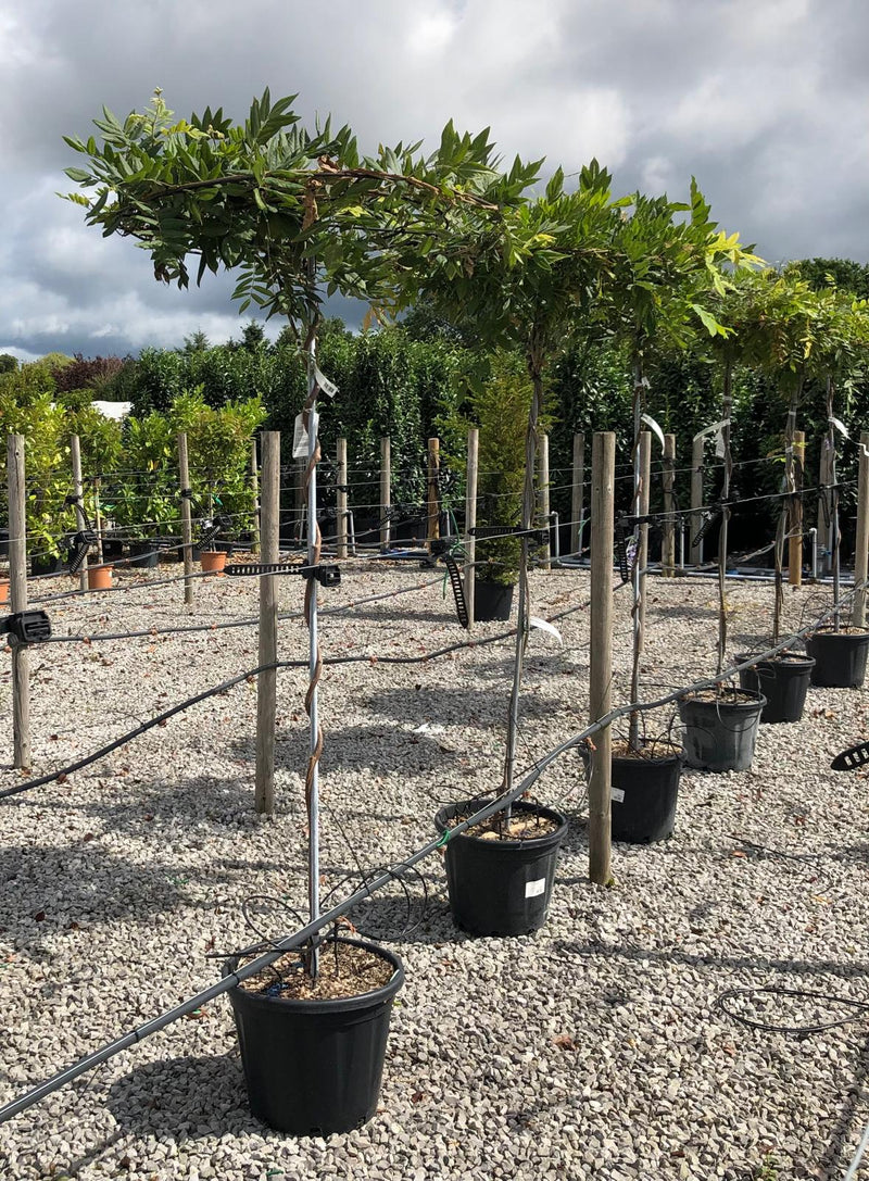 Wisteria Sinensis Umbrella Standard 30L Pot