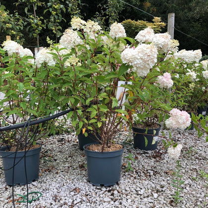 Hydrangea paniculata Vanille Fraise 10 Litre Pot