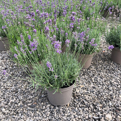 Lavender Munstead 5 Litre Pot
