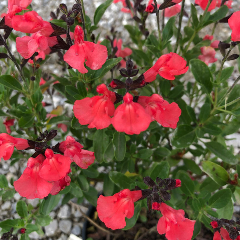 Salvia Jamensis Magical Amour 3 Litre Pot