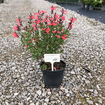 Salvia Jamensis Magical Amour 3 Litre Pot