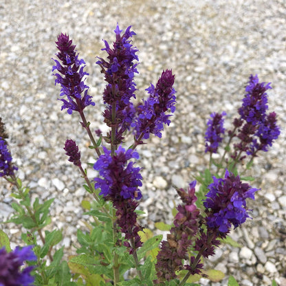 Salvia May Night 5 Litre Pot