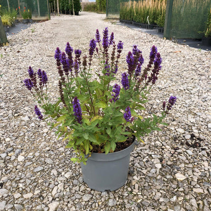 Salvia May Night 5 Litre Pot