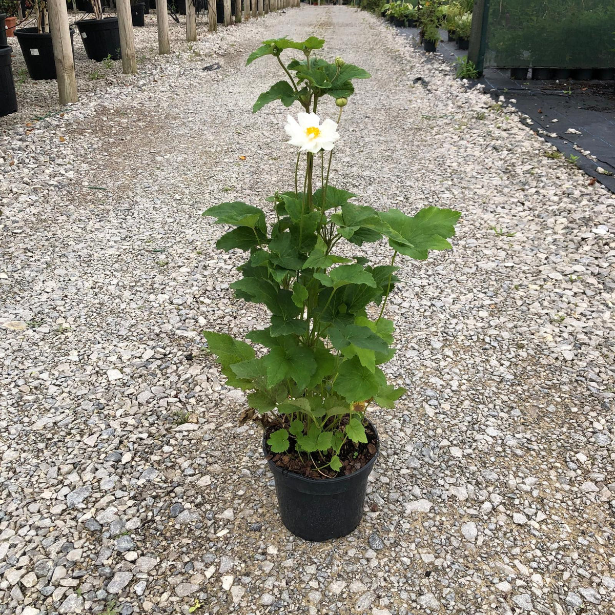 Anemone hyb. Whirlwind 3 Litre Pot