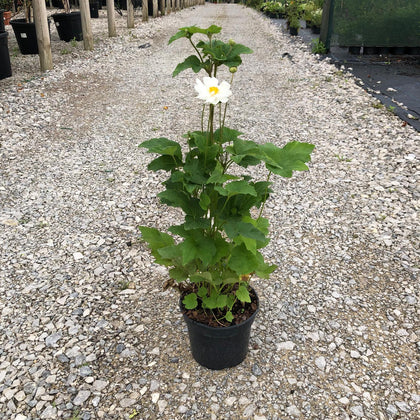 Anemone hyb. Whirlwind 3 Litre Pot