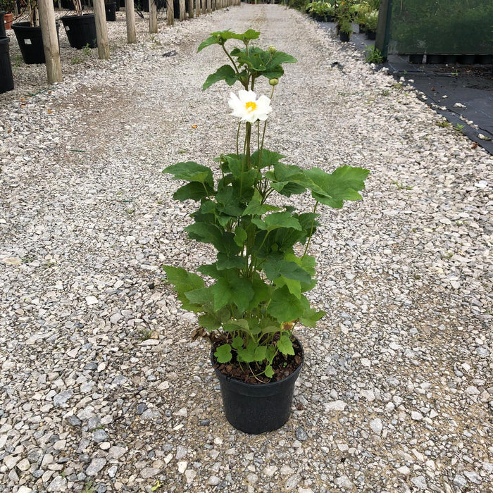 Anemone hyb. Whirlwind 3 Litre Pot