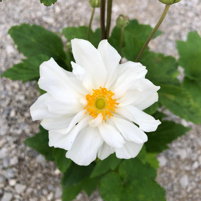 Anemone hyb. Whirlwind 3 Litre Pot