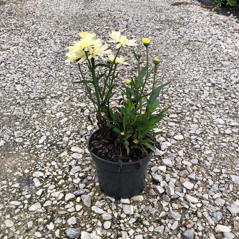 Leucanthemum Banana Cream 3 Litre Pot