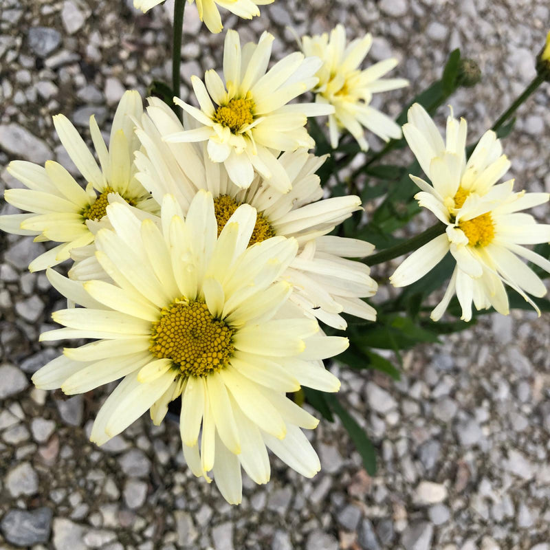 Leucanthemum Banana Cream 3 Litre Pot