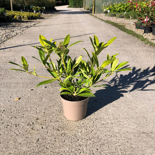 Skimmia Kew Green 2 Litre Pot