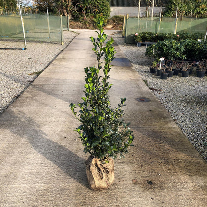 Ilex mes. Heckenfee 100/120cm Root Ball Dug To Order