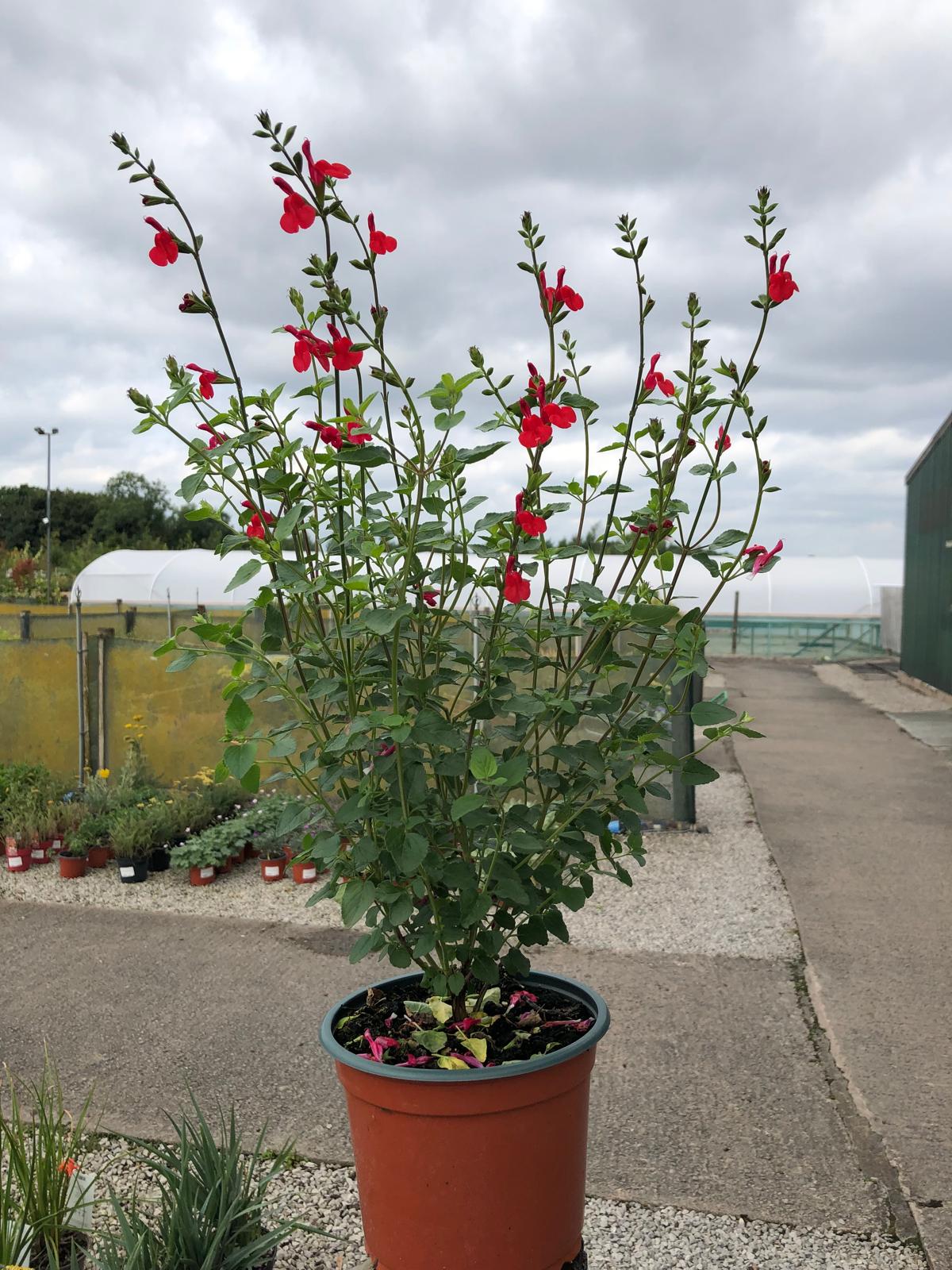 Salvia Hot Lips 2 Litre Pot