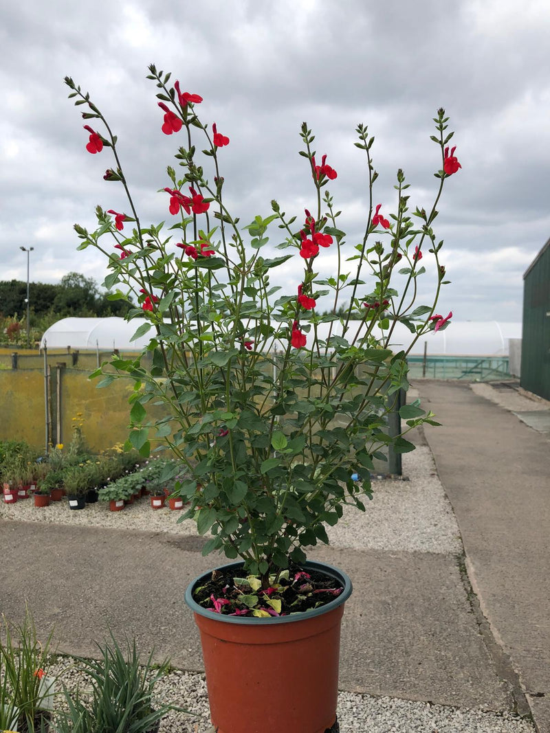 Salvia Hot Lips 2 Litre Pot