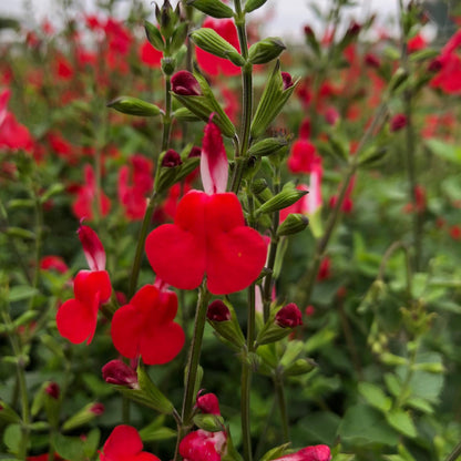 Salvia Hot Lips 2 Litre Pot