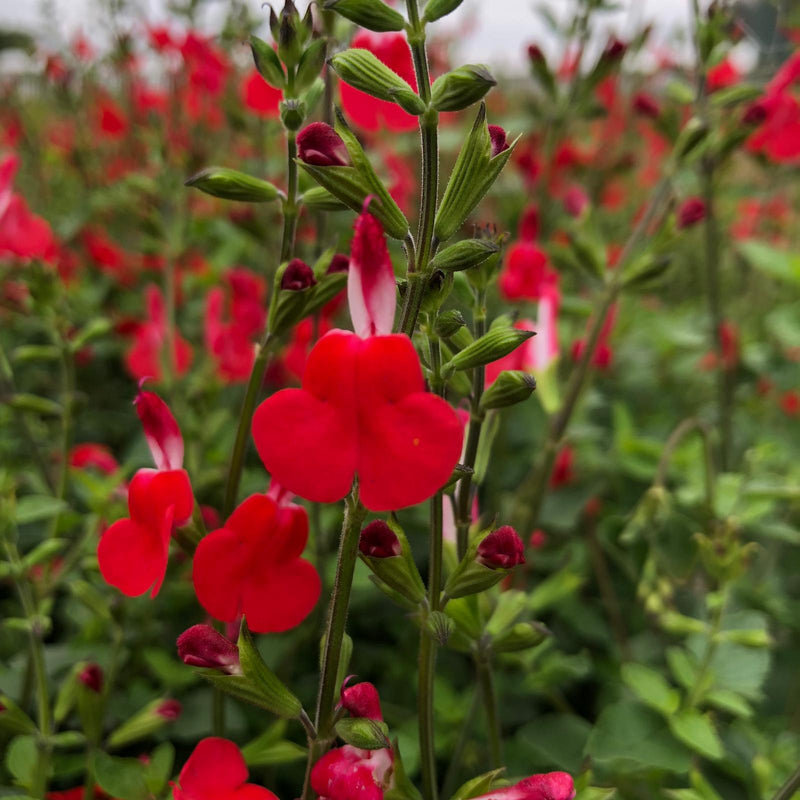 Salvia Hot Lips 2 Litre Pot