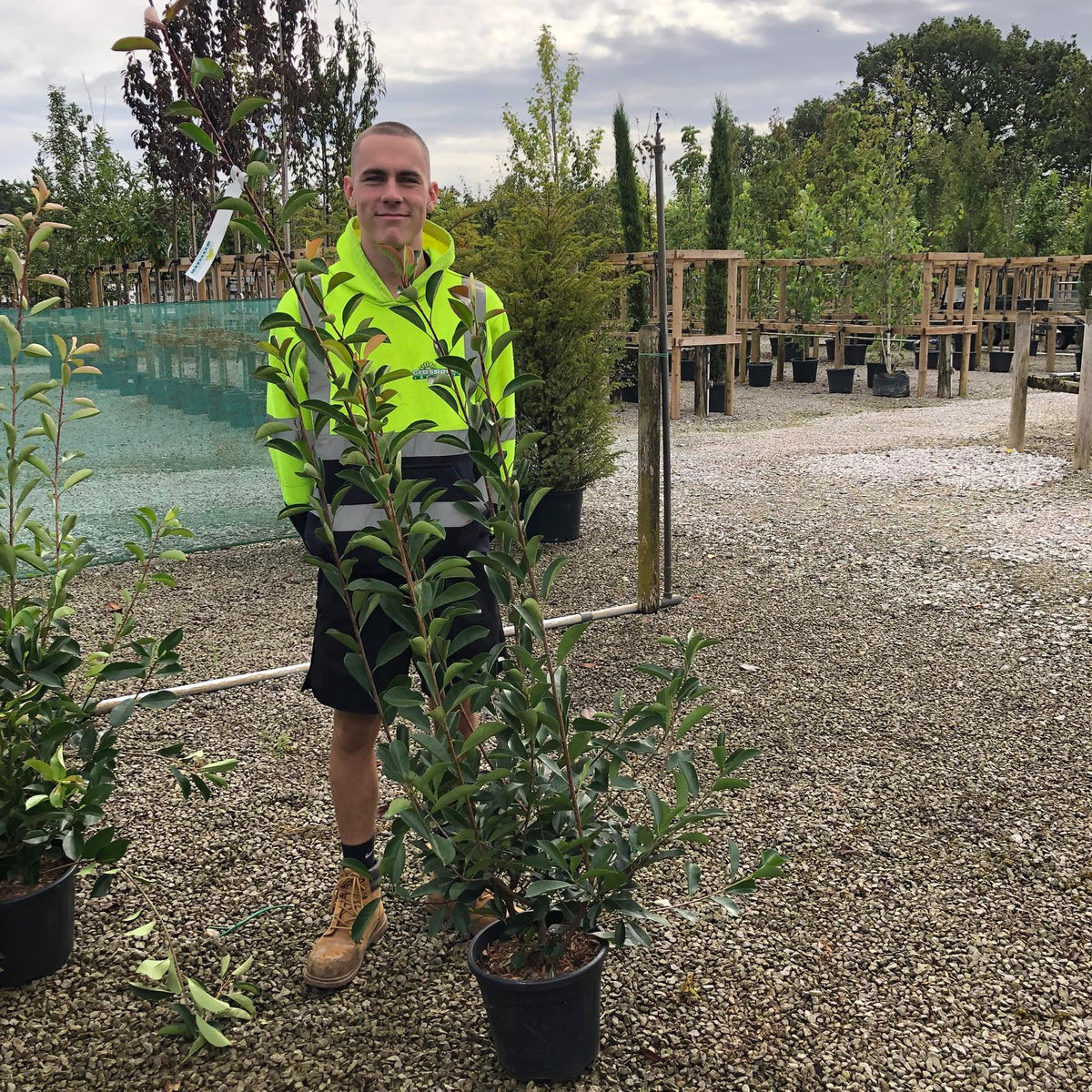 Photinia Red Robin Bush 9 Litre Pot 60/90cm