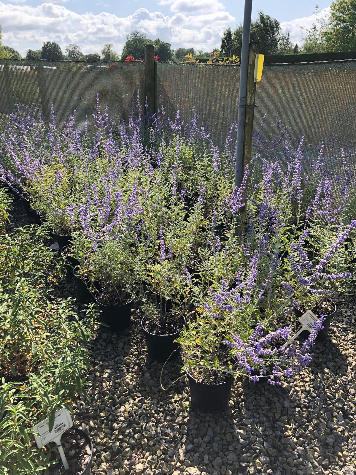 Perovskia atriplicifolia Blue Spire 3 Litre Pot
