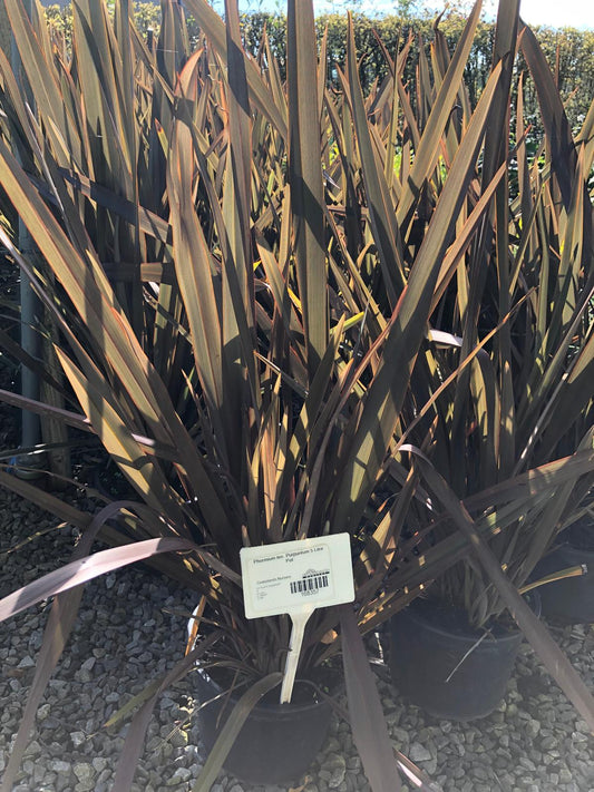 Phormium ten. Purpureum 5 Litre Pot