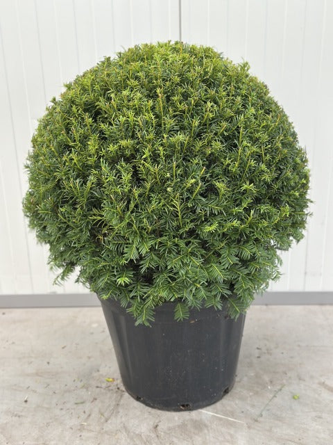 Yew Ball Taxus Baccata Golden Carol 45 Litre Pot 60-65cm