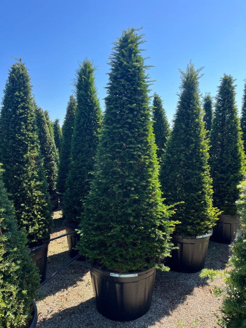 Yew Cone 180 Litre Pot 200-225cm