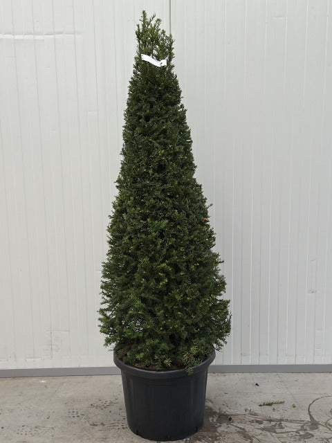 Yew Cone Taxus Baccata 45 Litre Pot 140-150cm