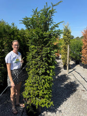 Yew Hedging 175/200cm