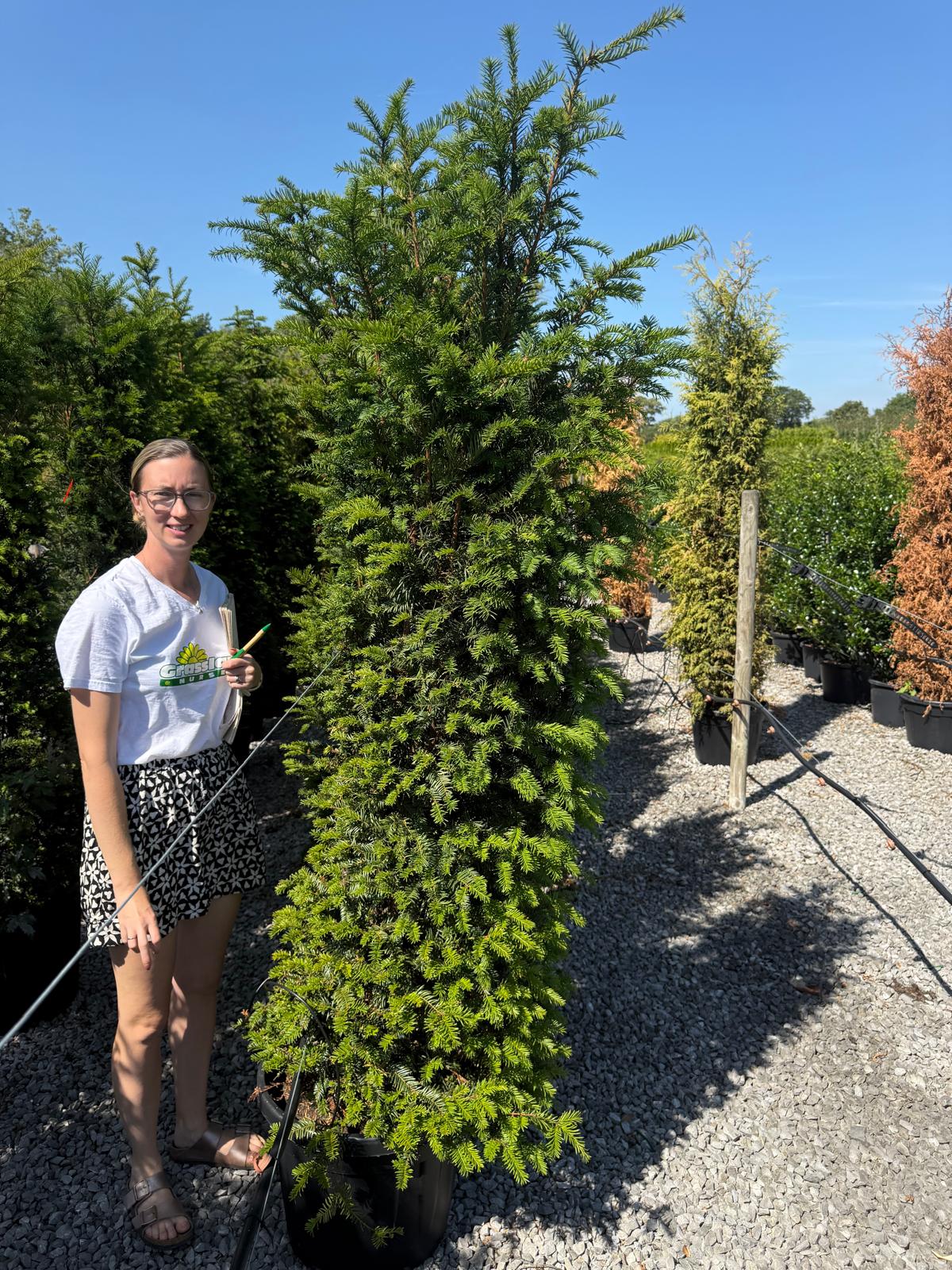 Yew Hedging 175/200cm