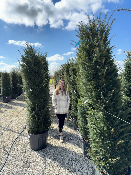 Yew Hedging 200-210 45 Litre Pot