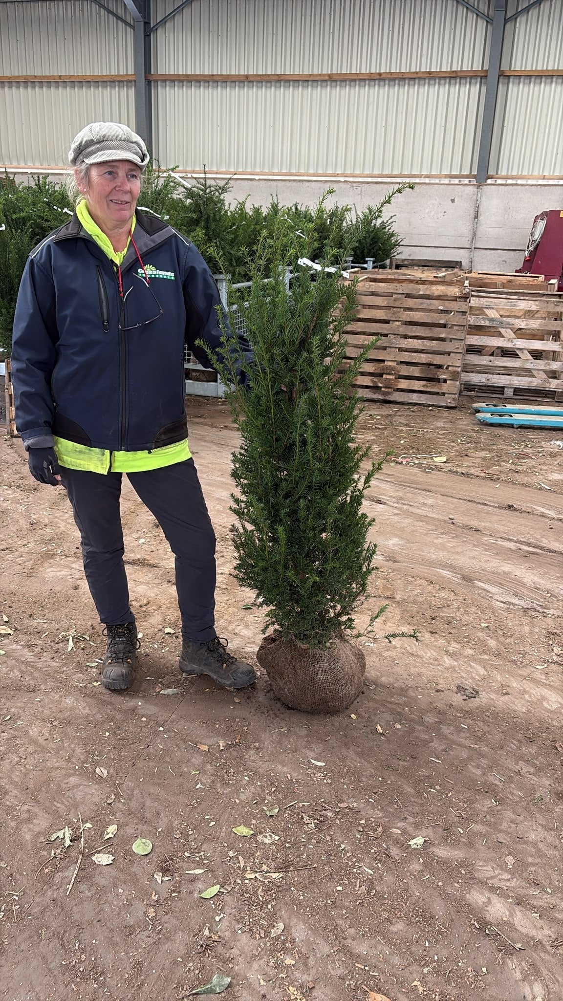 Big Deal Yew Hedging Root Ball 100/120cm x 20