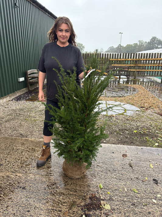 Yew Hedging Root Ball 100/120cm