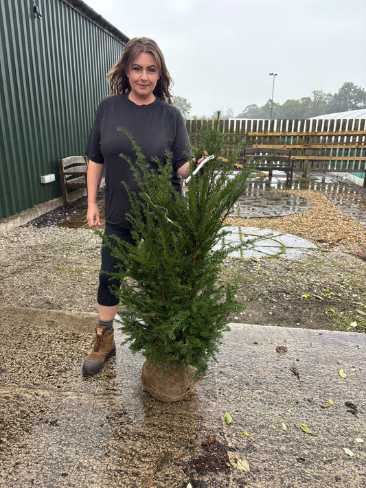 Big Deal Yew Hedging Root Ball 100/120cm x 20 Delivery October
