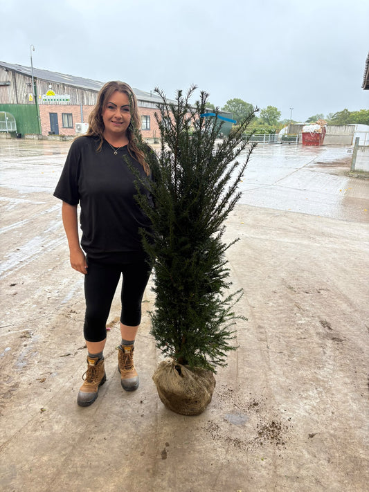 Yew Hedging Root Ball 120-140cm Extra Wide