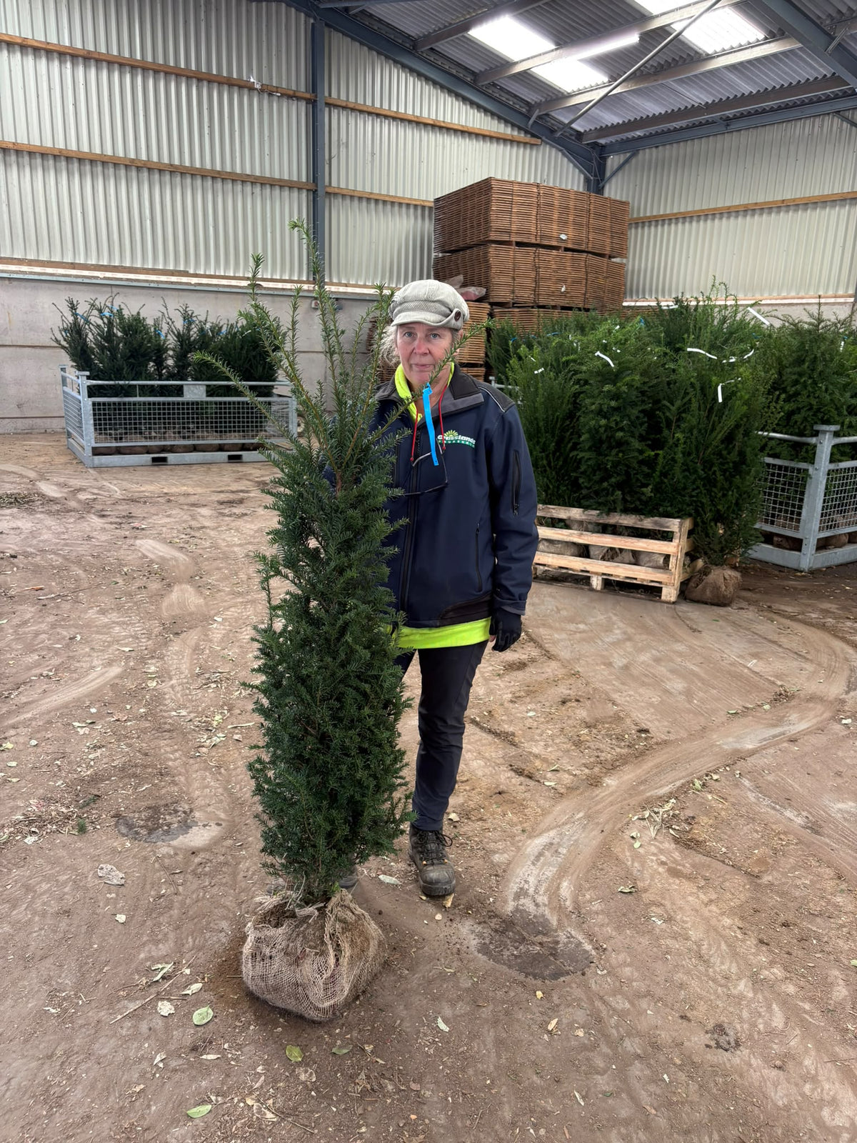 Big Deal Yew Hedging 120/140cm Root Ball x 20 Delivery October