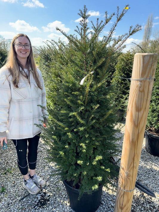 Yew Hedging Root Ball 140/160cm Delivery From October