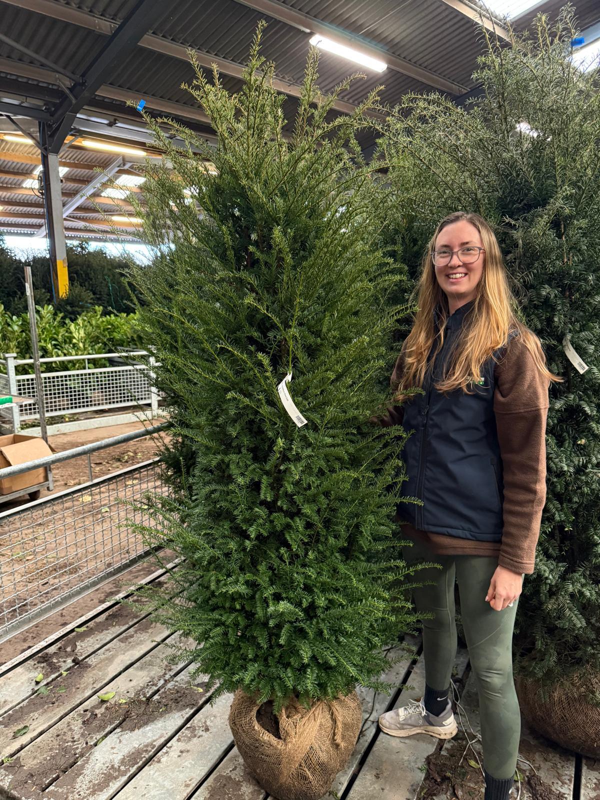 Yew Hedging Root Ball 160-180cm Delivery From October