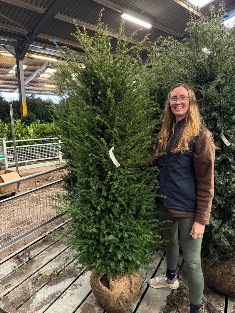 Yew Hedging Root Ball 180-200cm Delivery From October