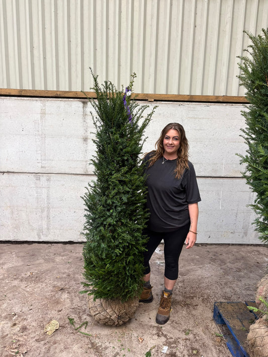 Yew Hedging Root Ball 160-180cm Extra Wide