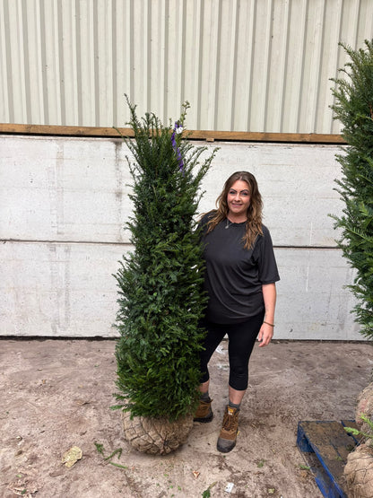 Big Deal Yew Hedging 160/180cm Root Ball x 20 Delivery October