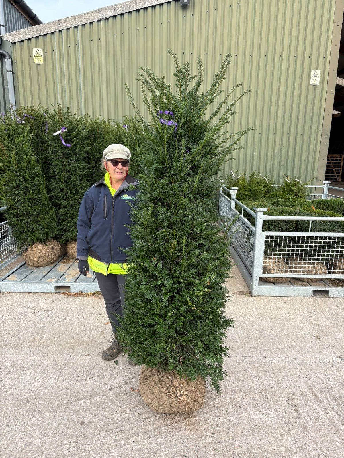 Big Deal Yew Hedging 160/180cm Root Ball x 20