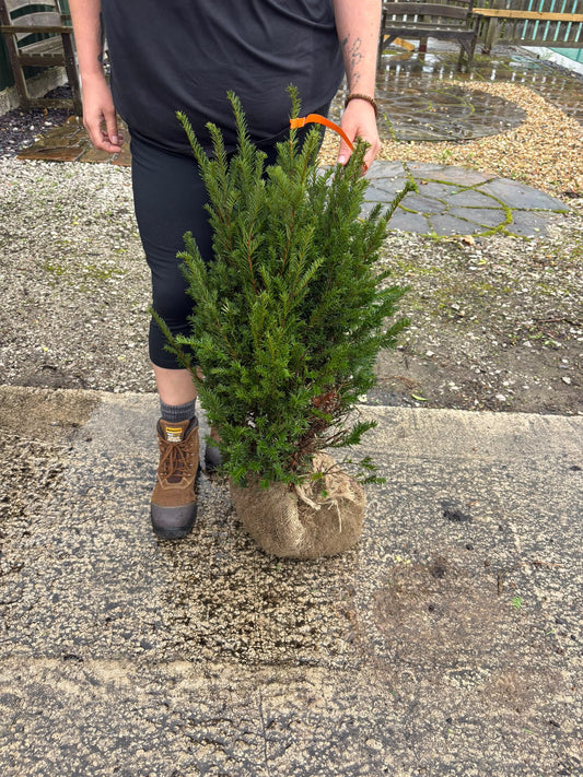 Yew Hedging Root Ball 60-80cm