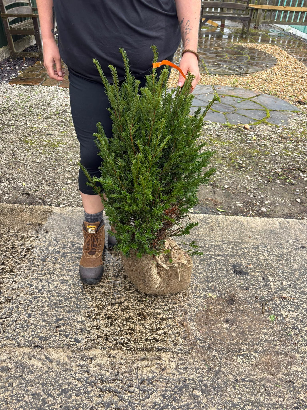 Big Deal Yew Hedging Root Ball 60-80cm Tall & 30cm Wide x 40