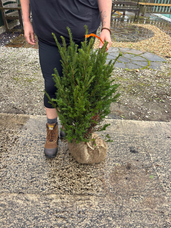 Yew Hedging Root Ball 60-80cm Tall & 30cm Wide