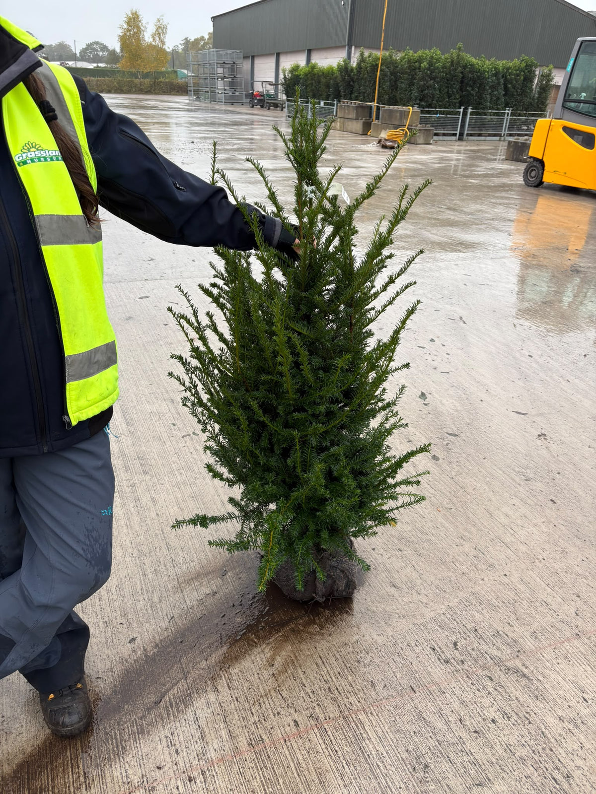 Yew Hedging Root Ball 80-90cm