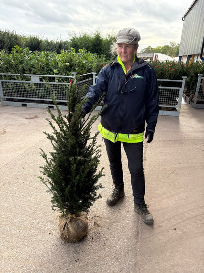 Big Deal Yew Hedging Root Ball 90-100cm x 40