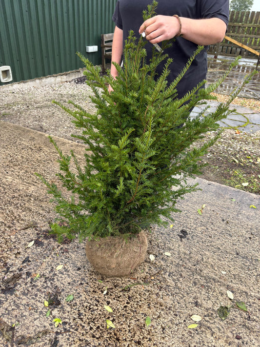 Yew Hedging Root Ball 90-100cm