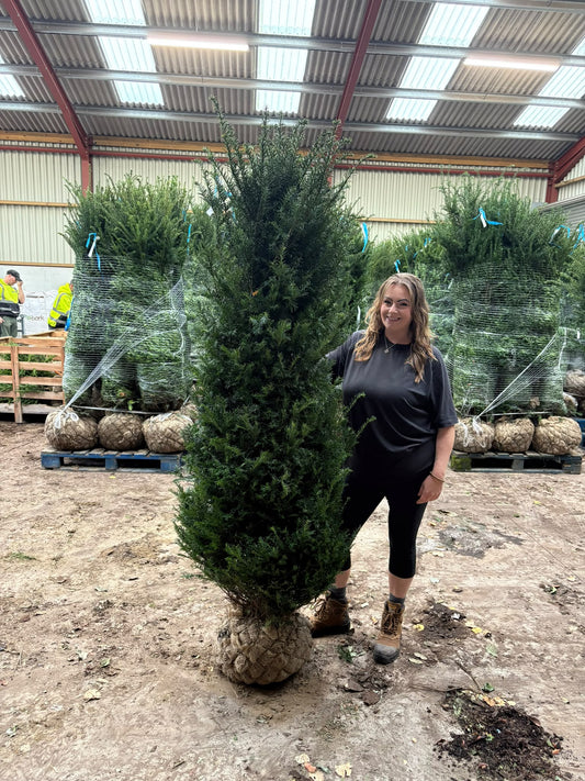 Yew Hedging Root Ball Extra Wide 180-200cm