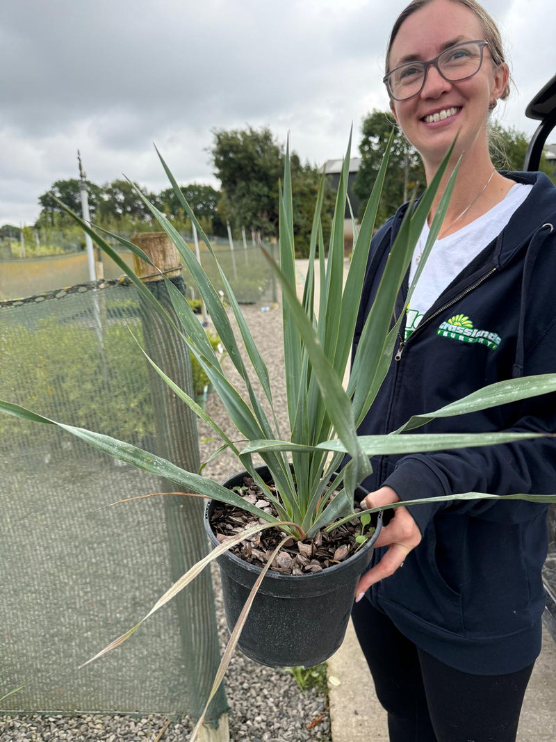 Yucca Filamentosa 3 Litre Pot