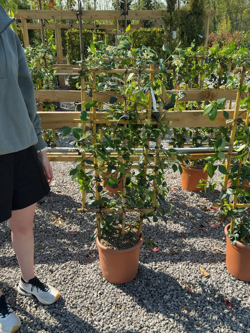 Trachelospermum Jasminoides Pleached Wall Frame 100cm H x 50cm W