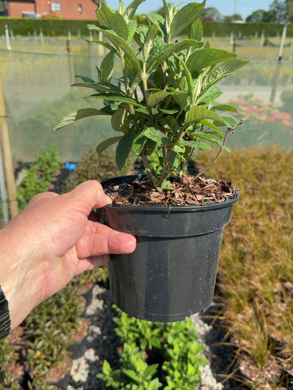 Buddleja davidii Candy Little Cerise - Butterfly Bush 3 Litre Pot