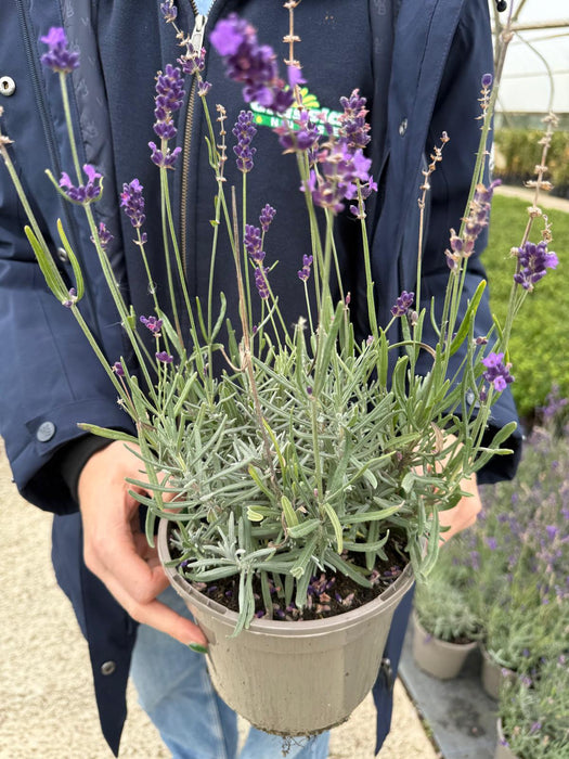 Lavender Angustifolia Hidcote 2 Litre Pot
